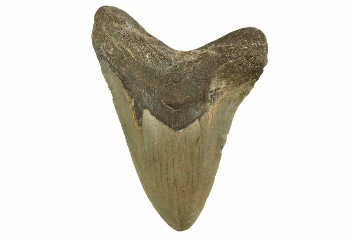 Fossil Megalodon Tooth - North Carolina #328241